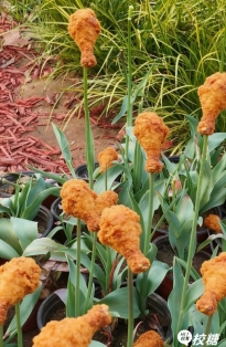 这才是我心目中的花园